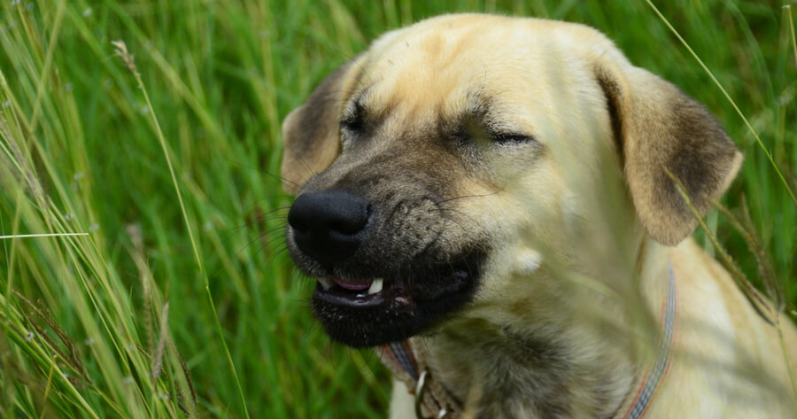 Hund Niest Oft Hintereinander Was Tun Ihr Hund niest oft oder ständig? Das steckt dahinter